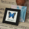 Butterfly Specimen Wax Seal Stamp (Pre-Order)